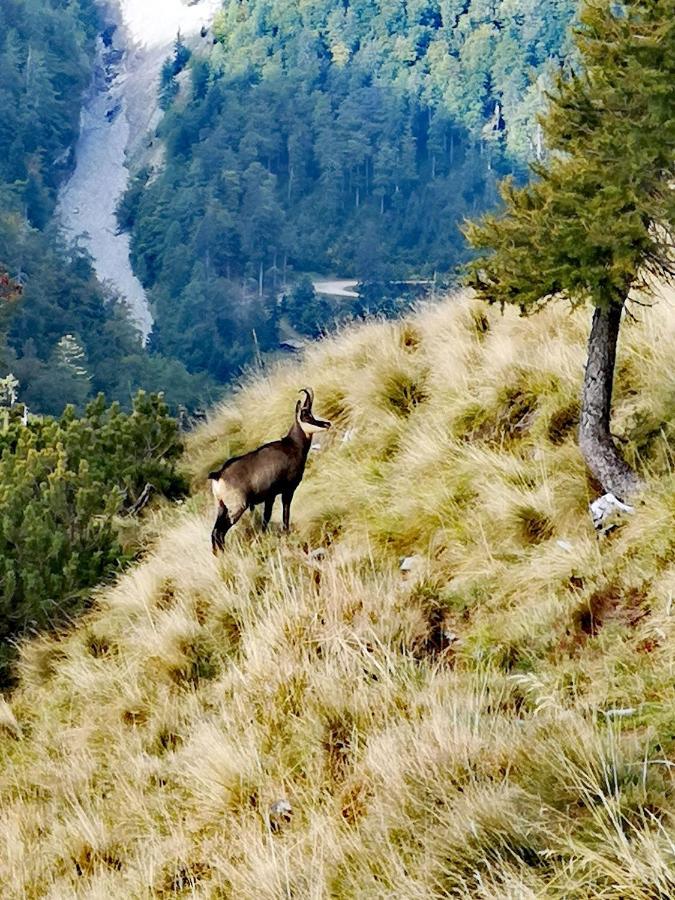 Kiara 7 Διαμέρισμα Jesenice Εξωτερικό φωτογραφία