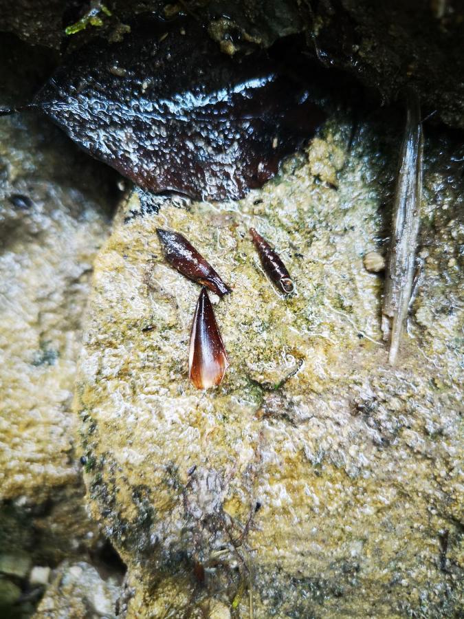 Kiara 7 Διαμέρισμα Jesenice Εξωτερικό φωτογραφία
